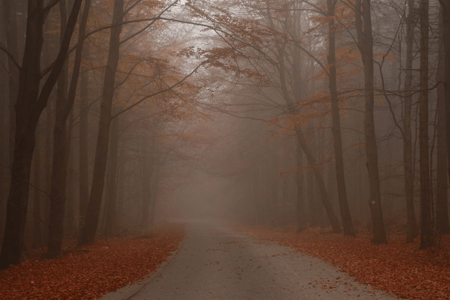 Before: a cloudy autumn road.